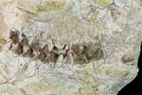Fossil Oreodont (Merycoidodon) Skull - Wyoming #169160-5